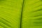 Close up green leaf detail nature texture and background