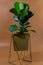 Close up of green leaf of ficus lyrata or Fiddle Leaf Fig on brown background. Indoor gardening, houseplant care.