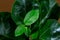 Close up of green leaf of ficus lyrata or Fiddle Leaf Fig. Indoor gardening, houseplant care.