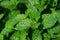 Close up green leaf - Kitchen Mint or Marsh Mint