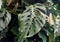 Close up of a green leaf of Monstera Esqueleto