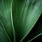 Close Up Of Green Leaf: Organic Contours And Dramatic Compositions