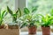 Close up of green leaf of philodendron birkin or new wave. plant in a pot on the windowsill at home. indoor gardening.