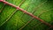 a close up of a green leaf with a red stripe