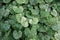 Close up of green leaf of Saxifraga stolonifera plant