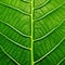 Close up of a green leaf showing the veins and texture. Digital illustration