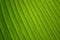 Close up Green leaf stripes line abstract nature background