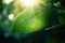 a close up of a green leaf with the sun shining through the trees in the background of the picture, with a blurry background of