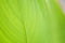 Close up green leaf texture background, nature and ecology concept