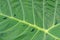 Close-up of green leaf textured nature background