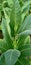 close-up of green leaf tobacco