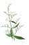 Close-up green leaf and white flower of traditional herbal medicine plant Kariyat or green chireta Andrographis paniculata on