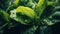 A close up of a green leafy plant with water droplets on it, AI