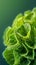 A close up of a green leafy vegetable on top of some other greens, AI