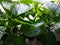 Close-up of green leaves of bell pepper seedlings