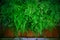 Close up green leaves of Black Maidenhair fern leaves (Adiantum