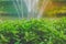 Close up green leaves of bush with water splash of fountain in lake background at outdoor garden.