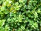 Close-up of the green leaves of the Buxus plant. Woody plant, family Buxaceae. It is used as an ornamental plant in gardens