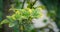 Close-up of green leaves of Citrus trifoliata or Japanese Bitter Orange Poncirus trifoliata with prickly branches in public city