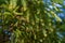 Close-up of green leaves with cones of Cryptomeria japonica Elegans tree, Japanese Sugi pine Japanese cedar or Cupressus japonic