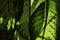 Close up of green leaves of dieffenbachia