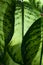 Close up of green leaves of dieffenbachia plant