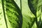 Close up of green leaves of dieffenbachia plant