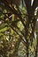 Close up of green leaves of dracaena marginata bicolor