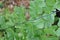 Close up of green leaves of Giant Maidenhair Fern