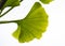 Close up of green leaves of a ginkgo biloba tree,Maidenhair tree,Ginkgophyta on white background.