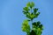 Close-up green leaves of Ginkgo tree Ginkgo biloba, known as ginkgo or gingko on blue sky background