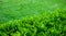 Close up of green leaves and grass. Close up of fresh buxus. Closeup Buxus green bush.