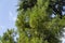 Close-up of green leaves Japanese Sugi pine Cryptomeria Japonica or Cupressus japonica. Japanese cedar