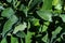 Close up of green leaves of sage herb