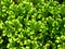 Close up of green leaves of selaginella plant ,trailing spike moss in garden with blurred background ,macro image ,nature leaf