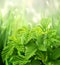 Close-up green leaves on sunny beautiful defocused greenery summer background. Vertical spring blurred natural backdrop with bokeh