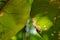 Close up of green leaves texture under natural light with sunbeam spot , shallow dept of field and bokeh