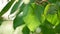 Close-up of green leaves on a tree moving by light wind blow