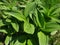 Close-up of the green leaves of veratrum viride or veratrum album