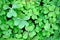 Close-up of green leaves of wood sorrel Oxalis