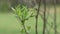 Close-up green leaves of a young twig.