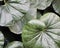 Close-up of Green Leopard Plant Leaves