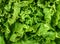 Close up of green lettuce leaves background. Salad ingredient. Healthy and diet food background