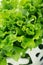 Close up of green lettuce in patterned bowl