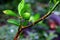 Close up of green lime on the tree with defocused blur background and water drops - agricultural fruits