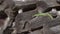 Close-up of a green lizard perched on wood. Nature