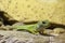 Close-up on a green lizard on a stone