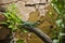 Close-up of a green lizard in a terrarium