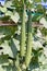 Close up of green luffa in farm