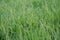 close-up of green lush lawn grass summer